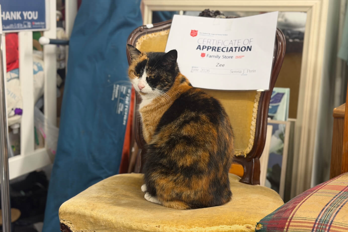 Zee the mall cat